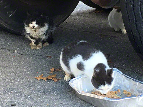 waterbury 1 with other cat.jpg Waterbury 1 with other cat